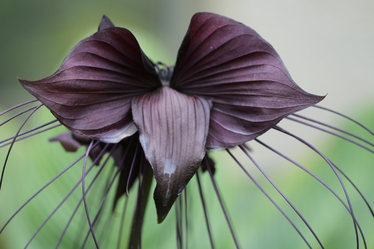 Tacca chantrieri André